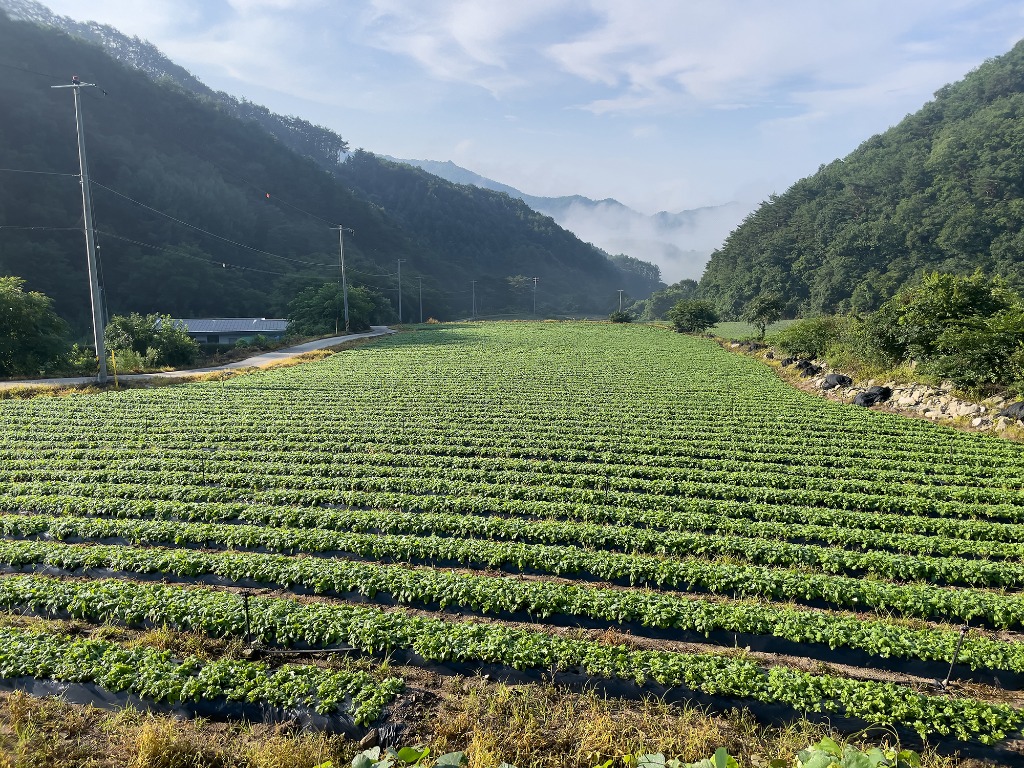 홍천 내촌면 밭 풍경