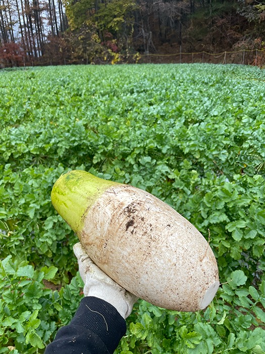 홍천 밭에서 수확한 무